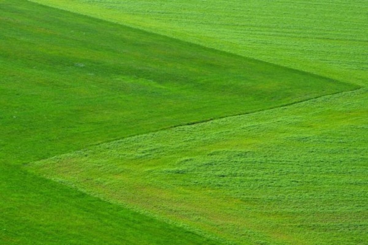 A zöld udvar titka: Útmutató a sikeres gyepápoláshoz