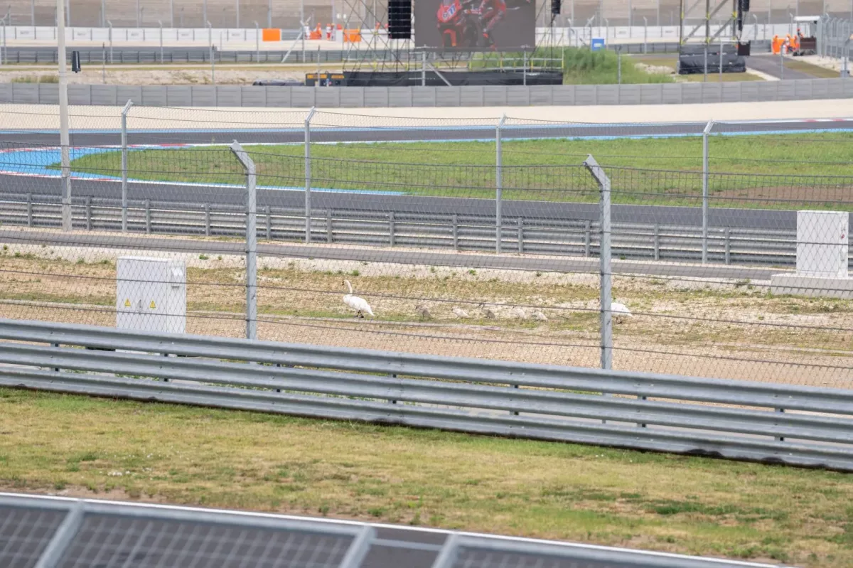 Az állatvilág is érdeklődéssel figyelte a Superbike-vb visszatérő hétvégéjét (videó)