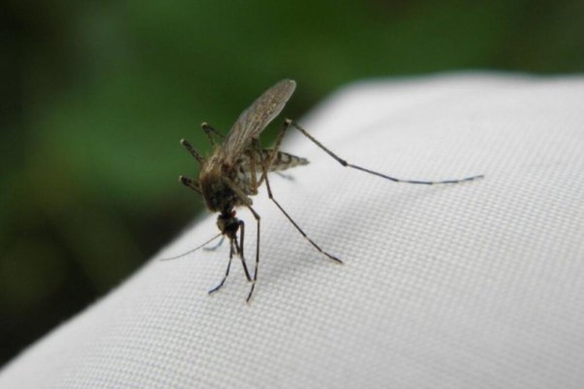 Hatékony módszerek a rovarok távol tartására a nyári hónapokban