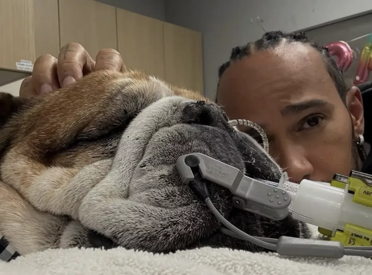Szívszorító hír: Lewis Hamilton kutyája életmentő beavatkozáson esett át, most kómában van
