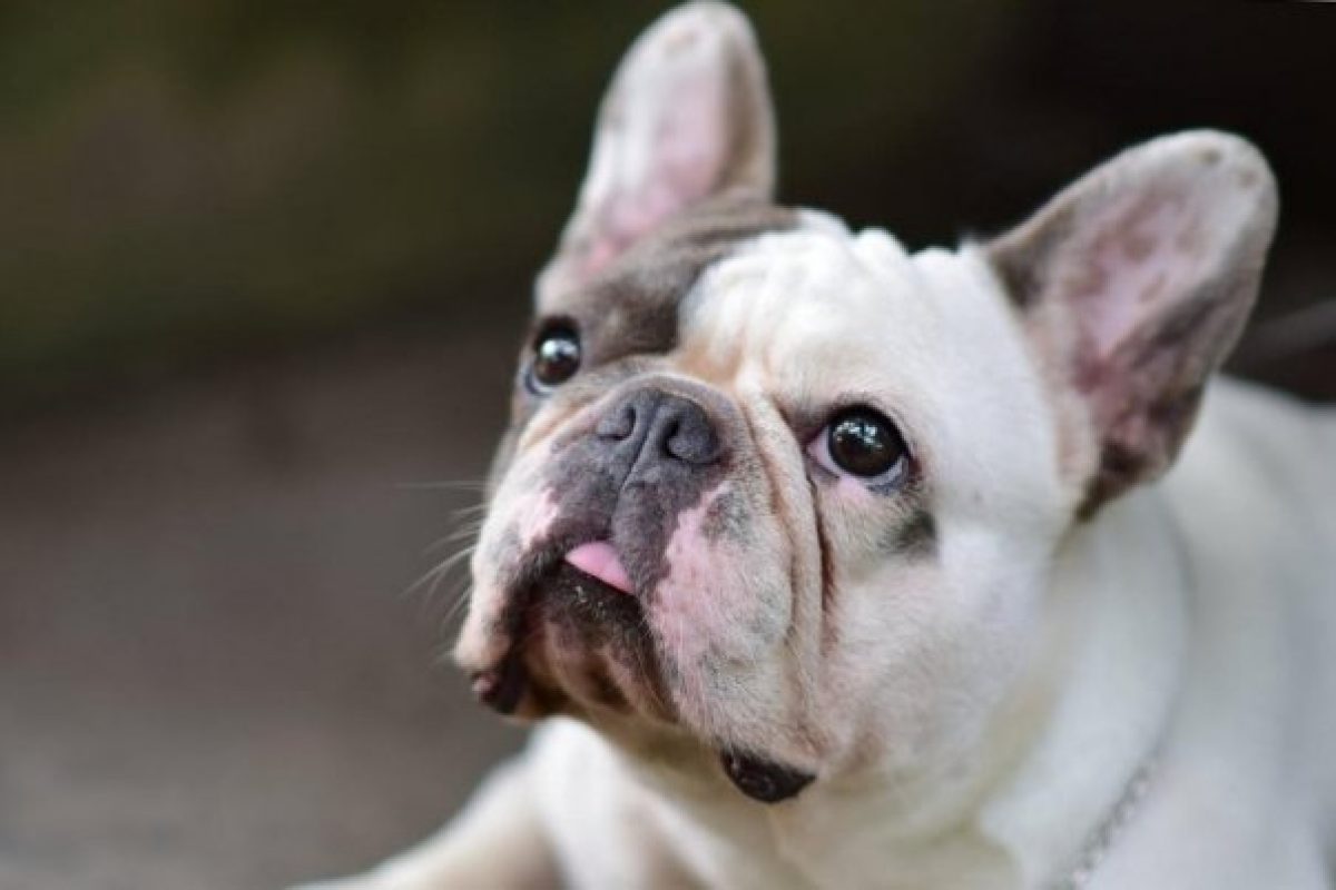 A parvovírus halálos fenyegetést jelent