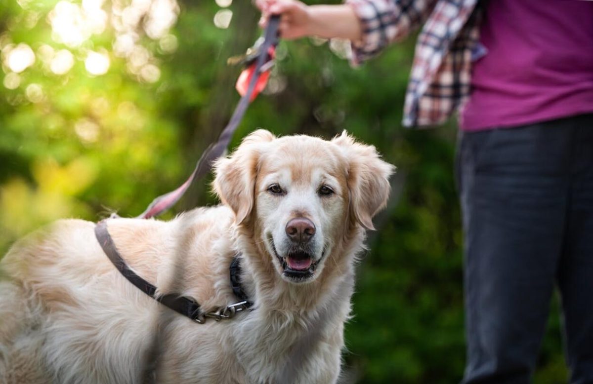 Fejlődés a kapcsolatban: A kutya mint igazi társ a modern világban