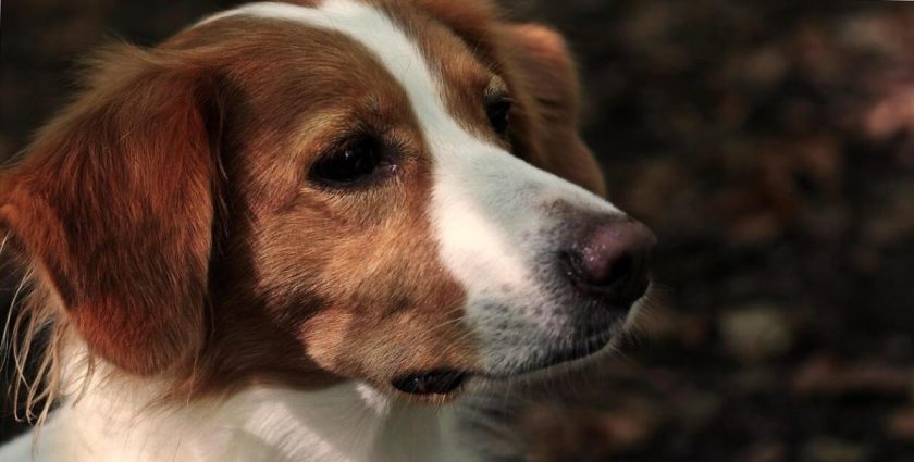 Az cím: „Babéziózis: A kutyák súlyos egészségügyi veszélyeztetése