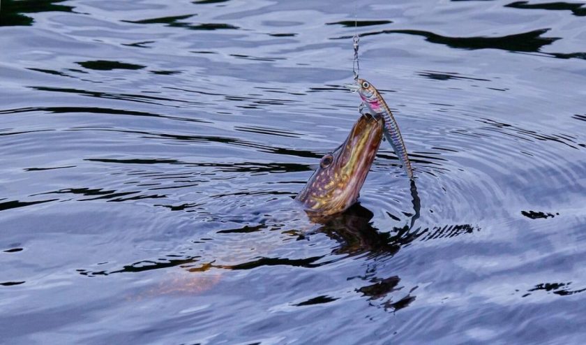 A mesteri horgászat: A felszerelés fontossága és hatása a sikeres fogásra