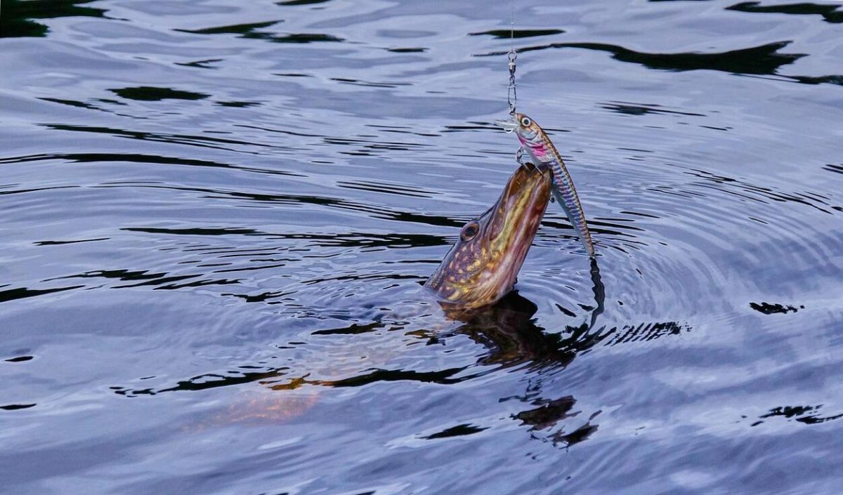 A mesteri horgászat: A felszerelés fontossága és hatása a sikeres fogásra