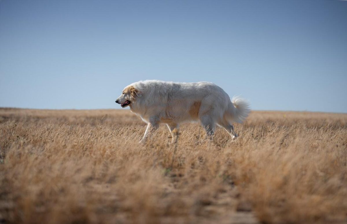 Az állatok epilepsziája: Szakértelem és gondoskodás